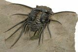 Fantastic, Spiny Dicranurus Trilobite - Lghaft, Morocco #350538-5